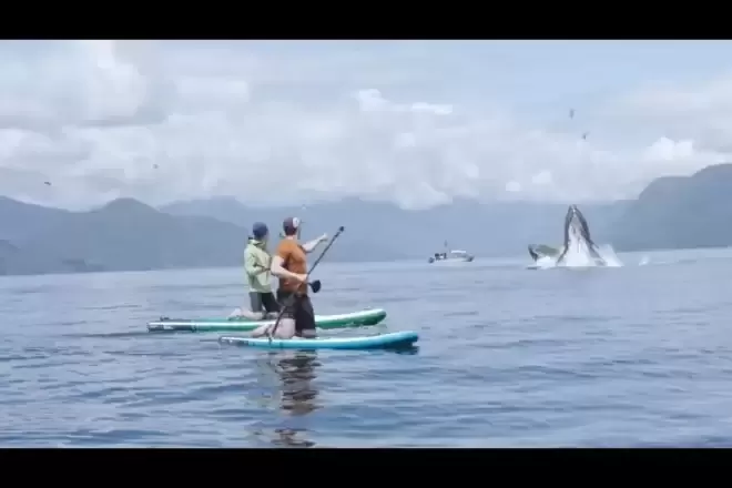 王一博带火大温旁边这小镇 华人疯涌打卡！