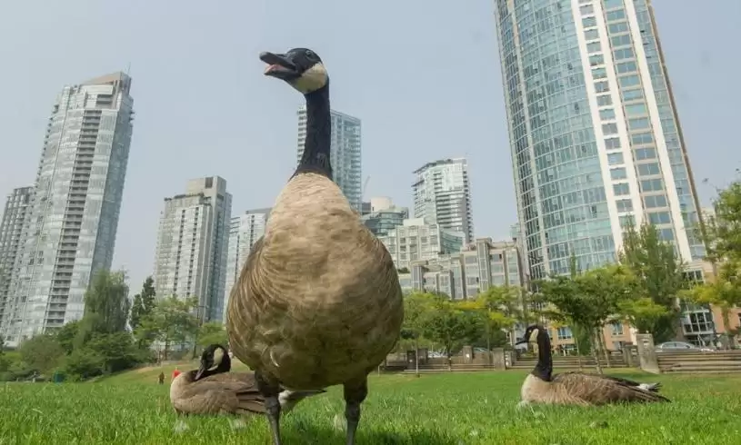 加拿大雁泛滥很困扰  公园局呼吁民众帮忙