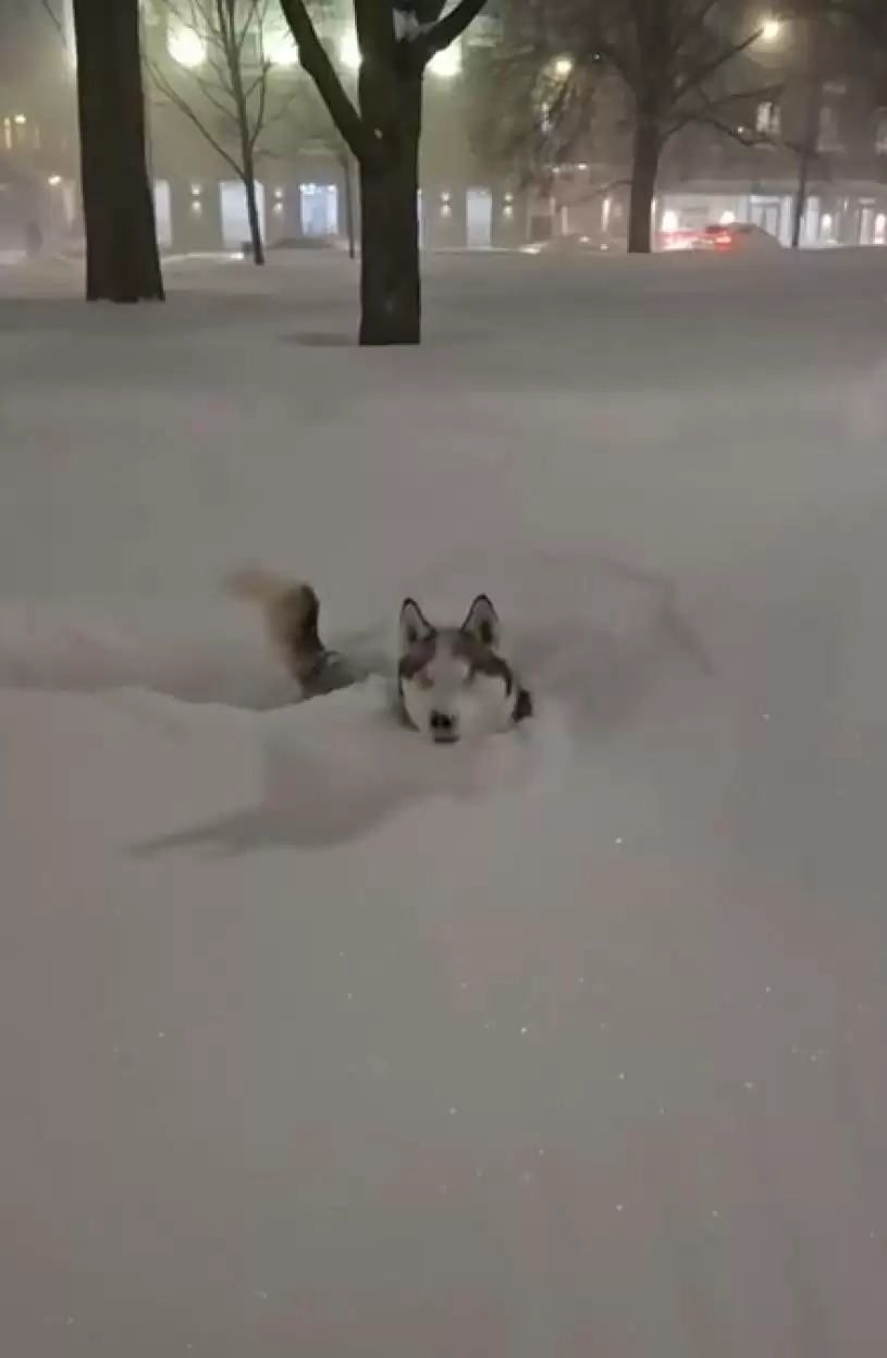 【降雪破纪录】市民雪中寻乐  造雪糕 制玫瑰 放狗 躺平 打卡...