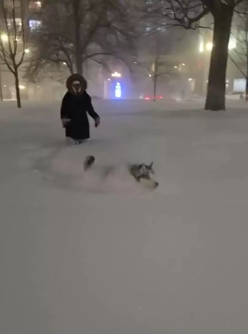 【降雪破纪录】市民雪中寻乐  造雪糕 制玫瑰 放狗 躺平 打卡...