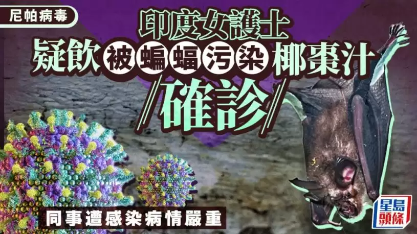 尼帕病毒︱印度护士疑参加婚礼饮椰枣汁确诊  同事接触“人传人”感染