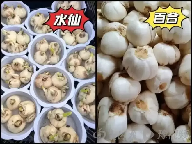 盒马误将水仙当百合配送，致71岁老人和12岁孩子中毒