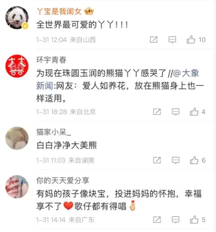 旅美大熊猫丫丫回国两年　胖了20公斤“判若两熊”｜有片