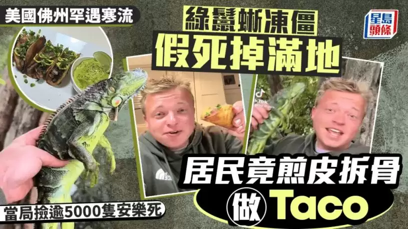 美洲绿鬣蜥｜“树上鸡肉”冻僵跌落地 居民煎皮拆骨做塔可饼