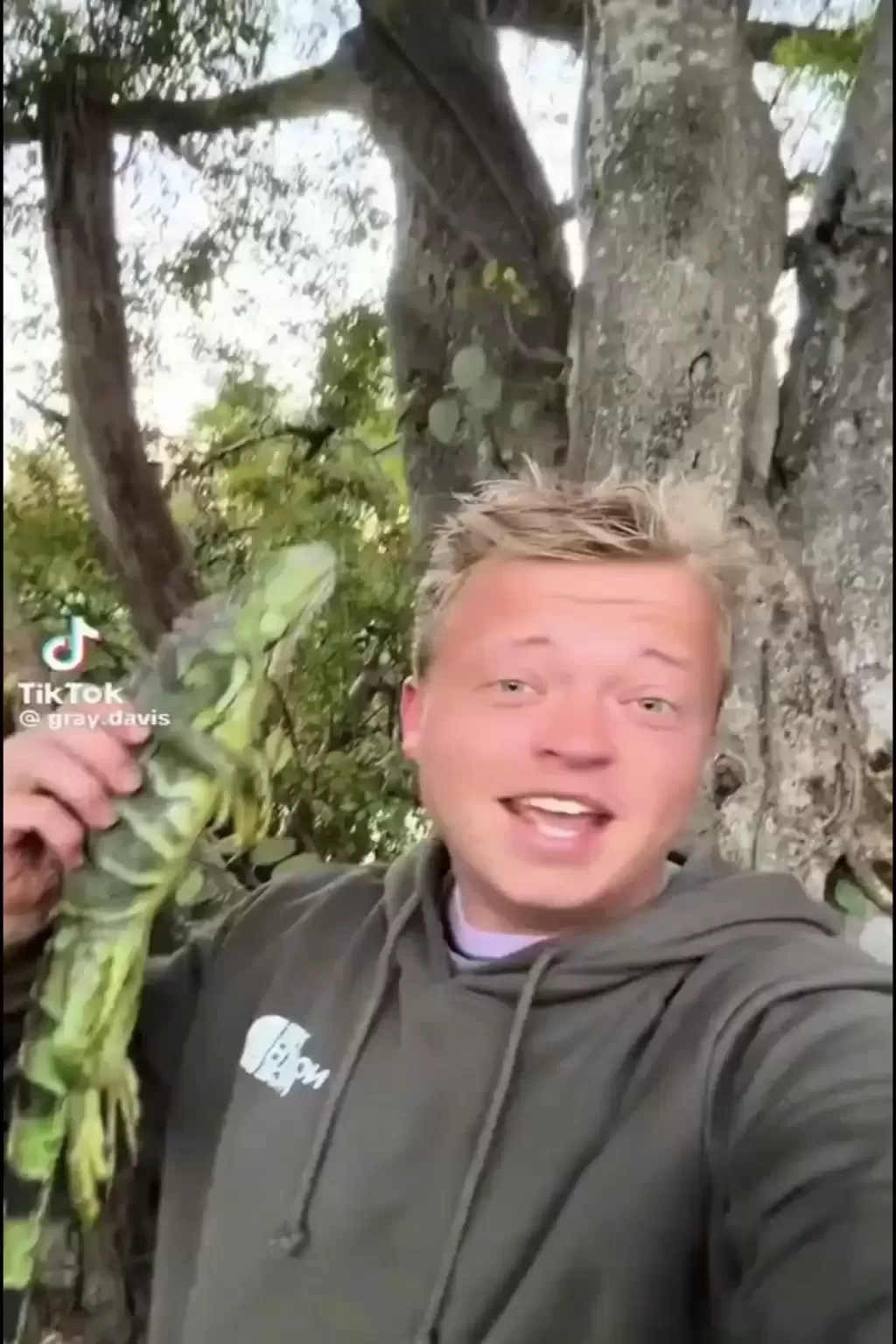 美洲绿鬣蜥｜“树上鸡肉”冻僵跌落地 居民煎皮拆骨做塔可饼