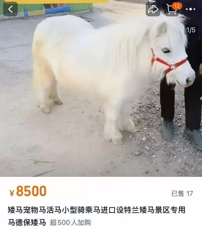 价低好养? 迷你马暴红 电商销量增70% 饲主：隐性开销大