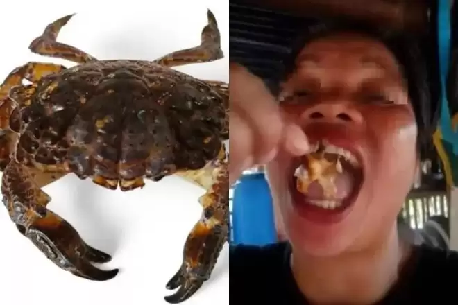 网红拍吃播大啖海鲜误食“恶魔蟹” 中毒抽搐2天后身亡