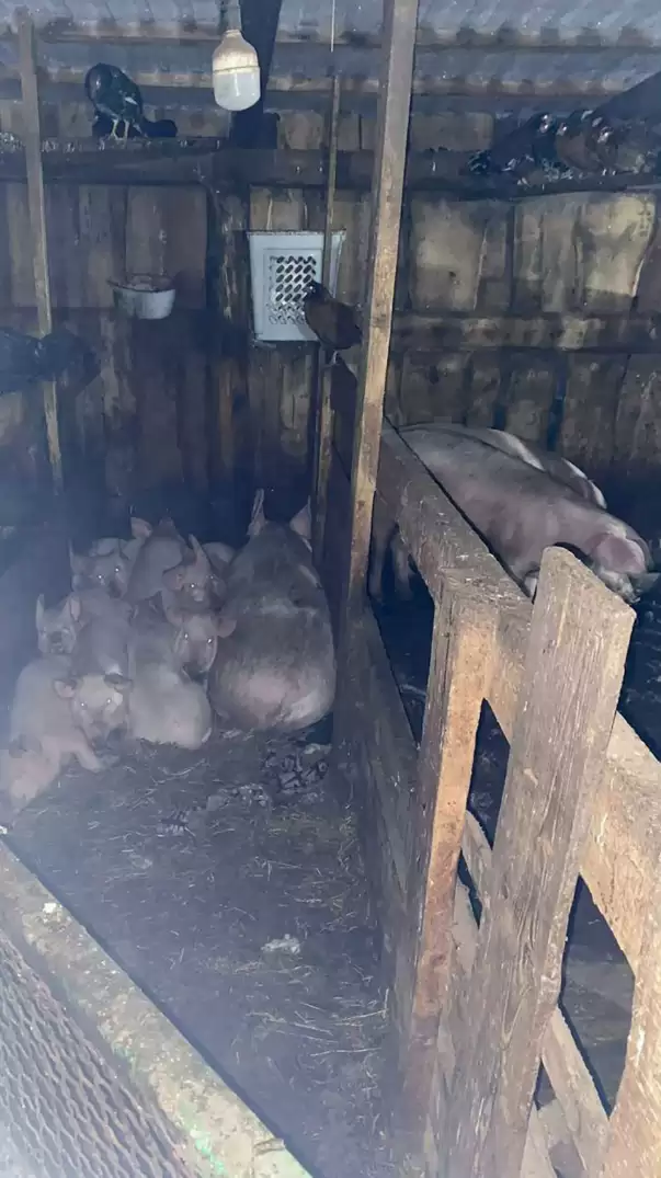 少女被群猪“啃食放血”惨死 俄惊悚命案真相曝