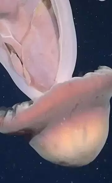 深海惊现“巨型幽灵水母” 体型大如校车 极罕见画面曝光