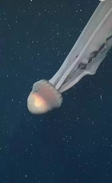 深海惊现“巨型幽灵水母” 体型大如校车 极罕见画面曝光