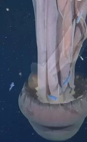 深海惊现“巨型幽灵水母” 体型大如校车 极罕见画面曝光