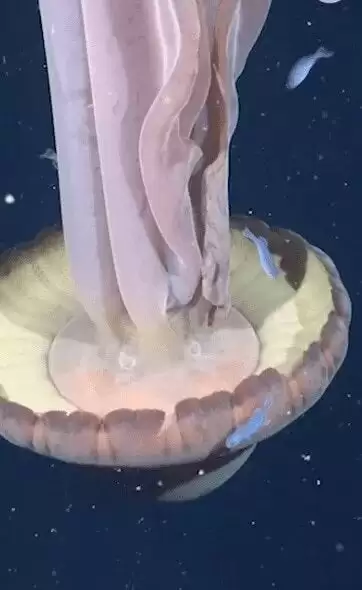深海惊现“巨型幽灵水母” 体型大如校车 极罕见画面曝光