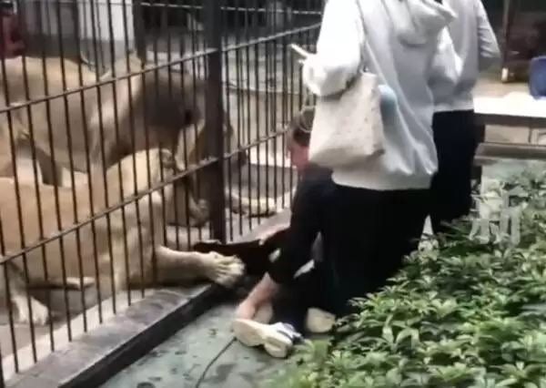 中国女童喂狮子被伸爪抓住