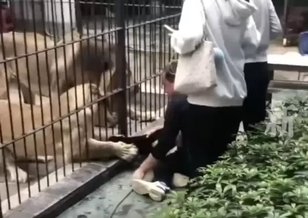 中国女童喂狮子被伸爪抓住