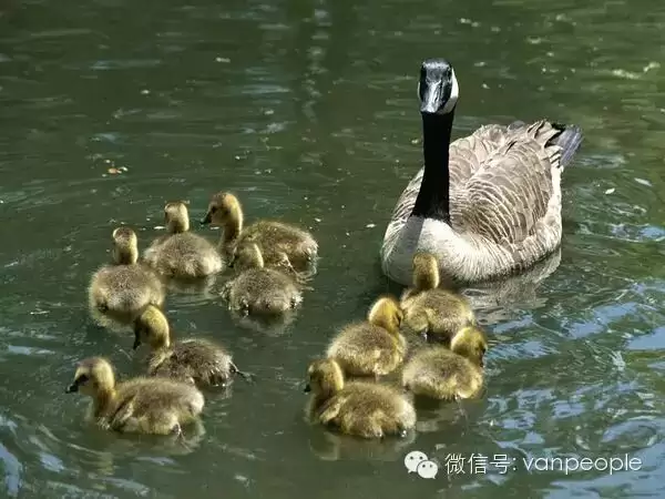 加拿大有一种凶残的生物，叫做加拿大鹅，绝对是奇葩中的战斗鹅