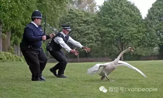 加拿大有一种凶残的生物，叫做加拿大鹅，绝对是奇葩中的战斗鹅