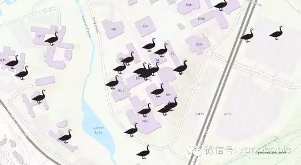 加拿大有一种凶残的生物，叫做加拿大鹅，绝对是奇葩中的战斗鹅