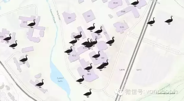 加拿大有一种凶残的生物，叫做加拿大鹅，绝对是奇葩中的战斗鹅
