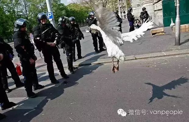 加拿大有一种凶残的生物，叫做加拿大鹅，绝对是奇葩中的战斗鹅