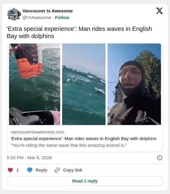 温哥华海湾太酷！小哥冲浪，海豚主动凑热闹同框