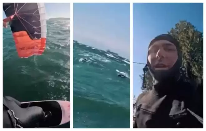 温哥华海湾太酷！小哥冲浪，海豚主动凑热闹同框