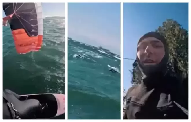 温哥华海湾太酷！小哥冲浪，海豚主动凑热闹同框