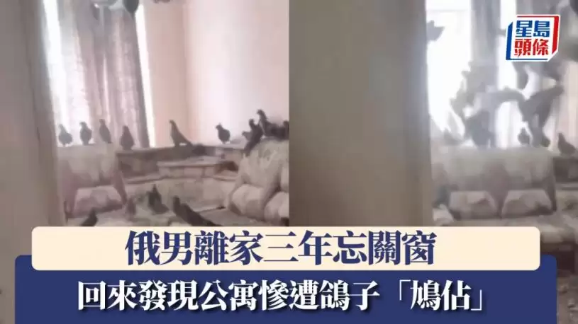 俄男离家三年忘关窗 回来发现公寓遭鸽子“鸠占” 屋满鸽粪下场惨烈