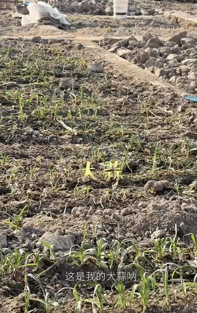 梅婷一家北京住大别墅还种地,和73岁公公种菜,相处和谐如亲父女