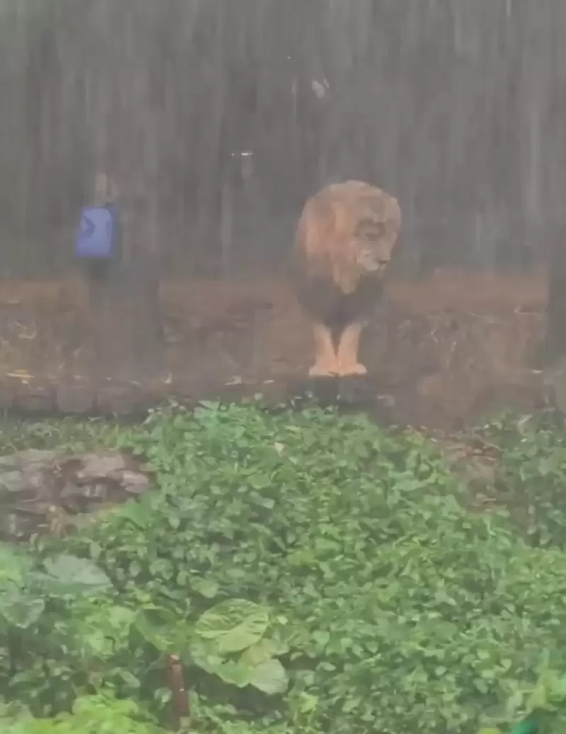失恋淋雨？长隆动物园“落汤狮”暴红 抗塌发型掀讨论