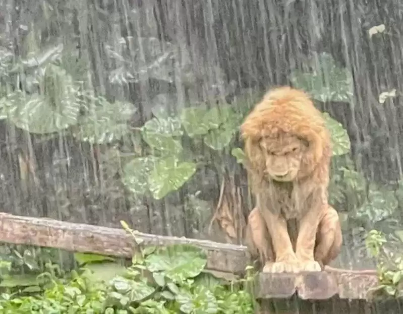 失恋淋雨？长隆动物园“落汤狮”暴红 抗塌发型掀讨论