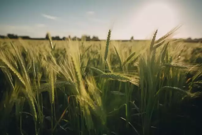 粮食危机已在路上：全世界吃饭问题远超预期