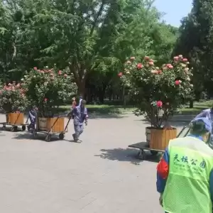 特朗普到访前 北京天坛公园忙著拆鹰架、送鲜花