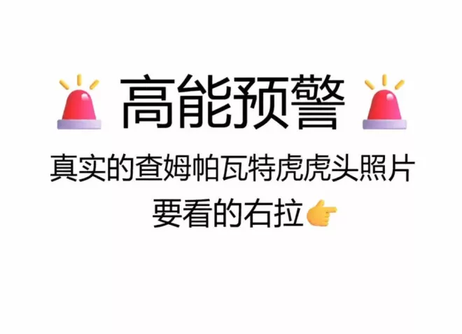 一只雌虎吃掉436人，创下吉尼斯纪录