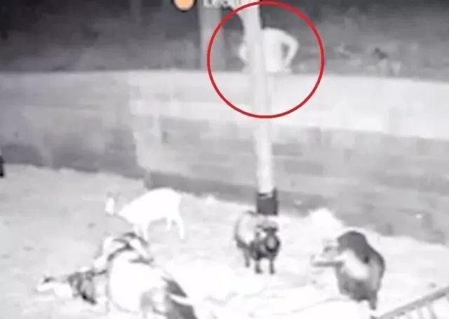 阿富汗难民在法国性侵6只羊，一只羔羊死亡