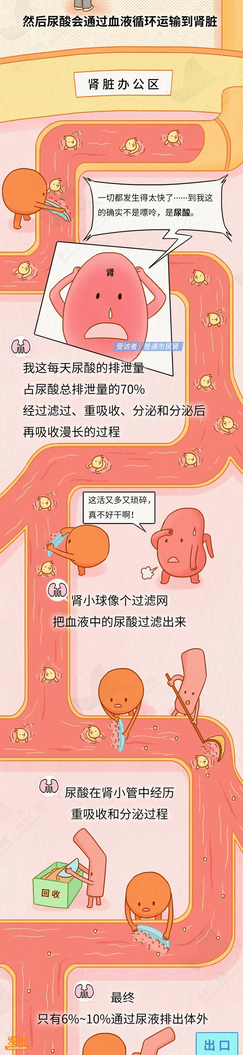 痛风“祸根”被揪出!我们对嘌呤的误解实在太深了