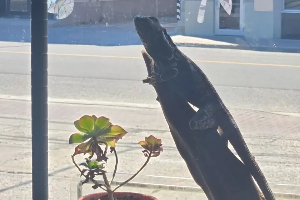 气炸! 店面玻璃多次被砸 加拿大老板持刀反击 被控多项重罪!