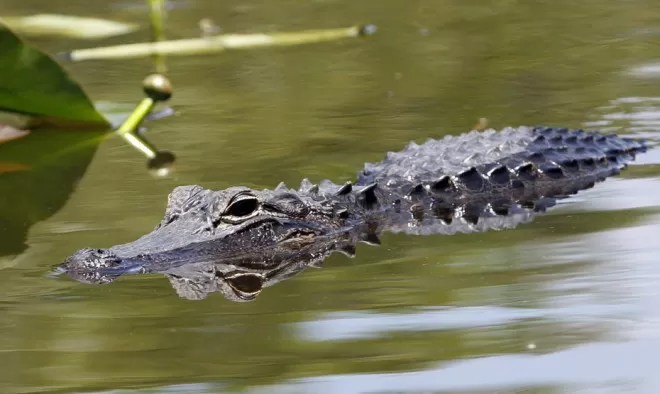 钓鱼变钓鳄鱼 71岁翁死里逃生住院豪言无惧再钓
