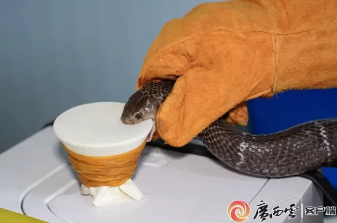害、利之间：广西洪流之中的蛇与养蛇人