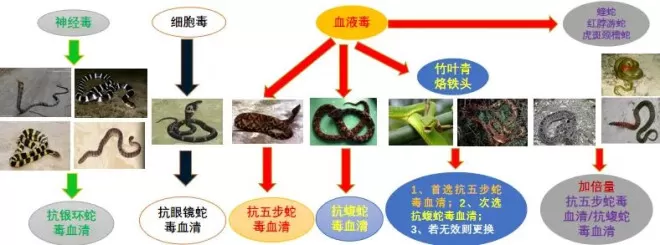 害、利之间：广西洪流之中的蛇与养蛇人