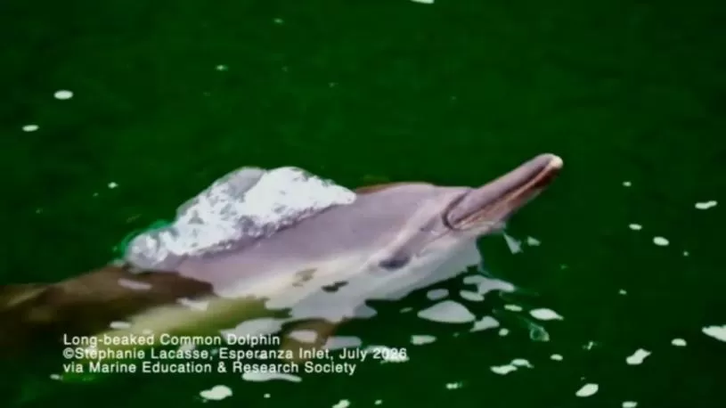 【有片】卑诗海域庞然大物接踵而至  罕见海豚惊喜造访