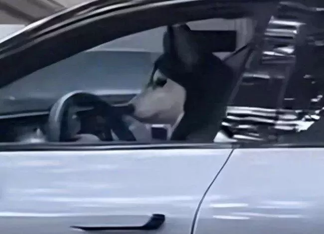 眼花了吗？上海街头竟有1只狗在泊车？饲主下场曝光