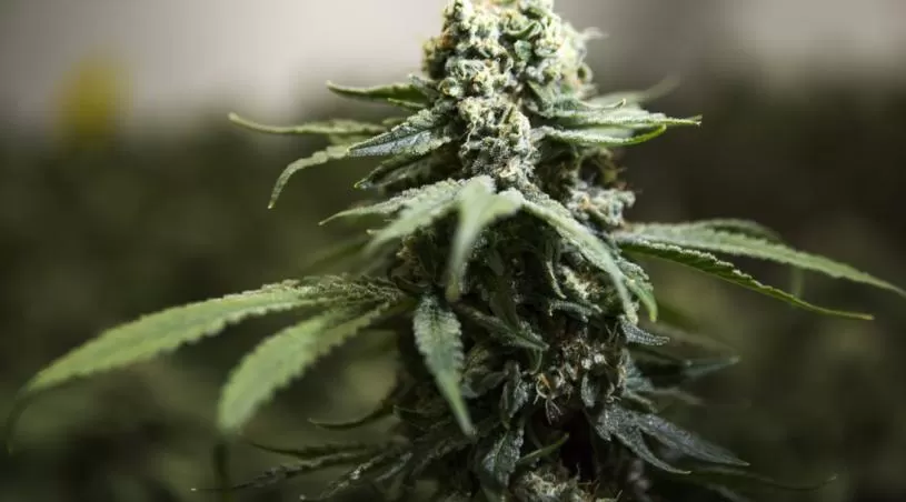 省警搜查列治文仓库等4地缉获值800万元大麻