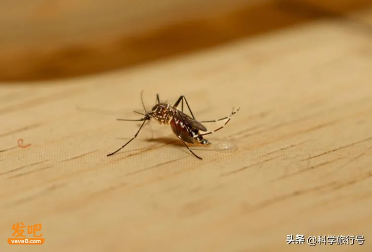 蚊子在地球上的作用是什么?如果蚊子灭绝了 会发生什么?
