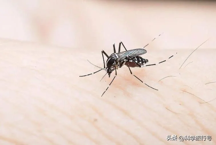 蚊子在地球上的作用是什么?如果蚊子灭绝了 会发生什么?
