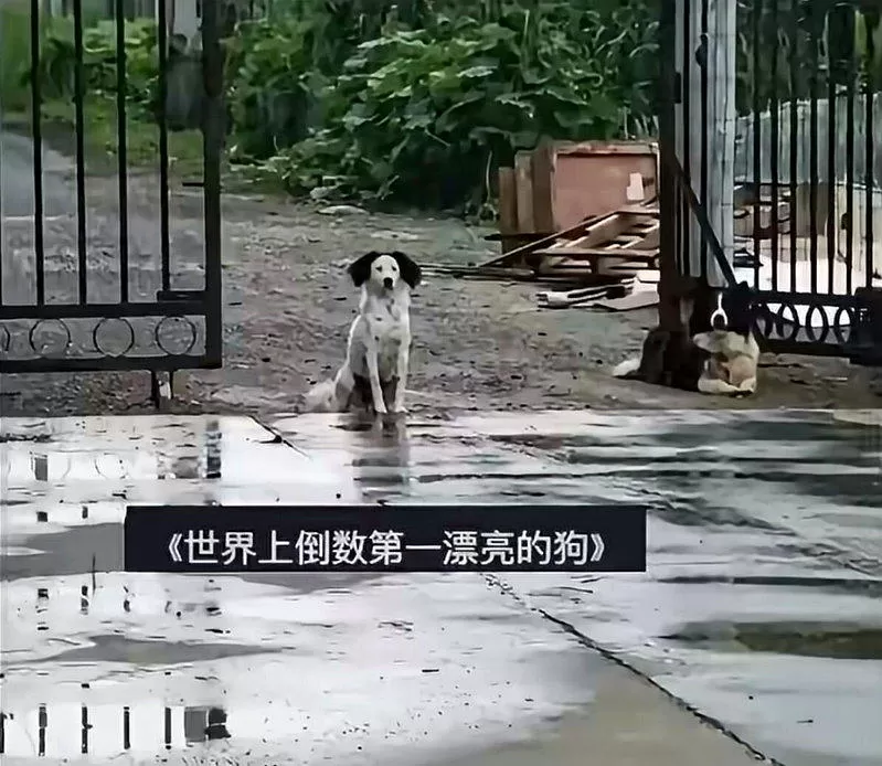 北京女称“狗太丑卖不出去” 网友好奇多丑？一看明白了