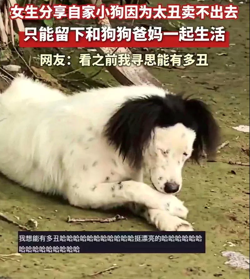 北京女称“狗太丑卖不出去” 网友好奇多丑？一看明白了