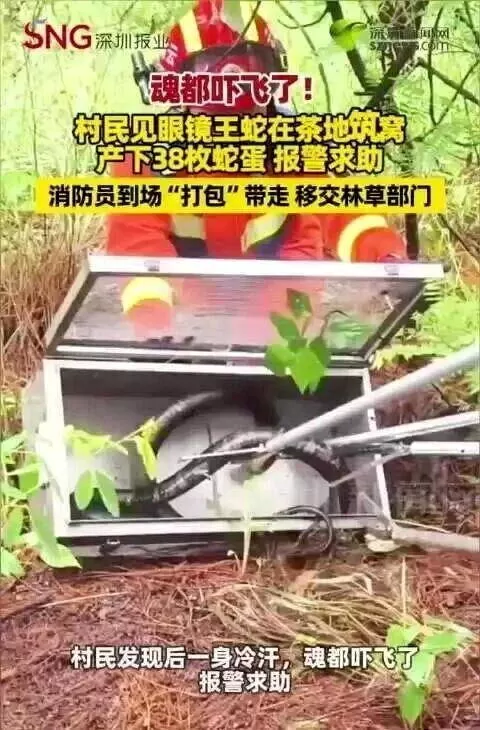 云南茶园惊见眼镜王蛇 消防员捉捕傻眼：“一家38口”