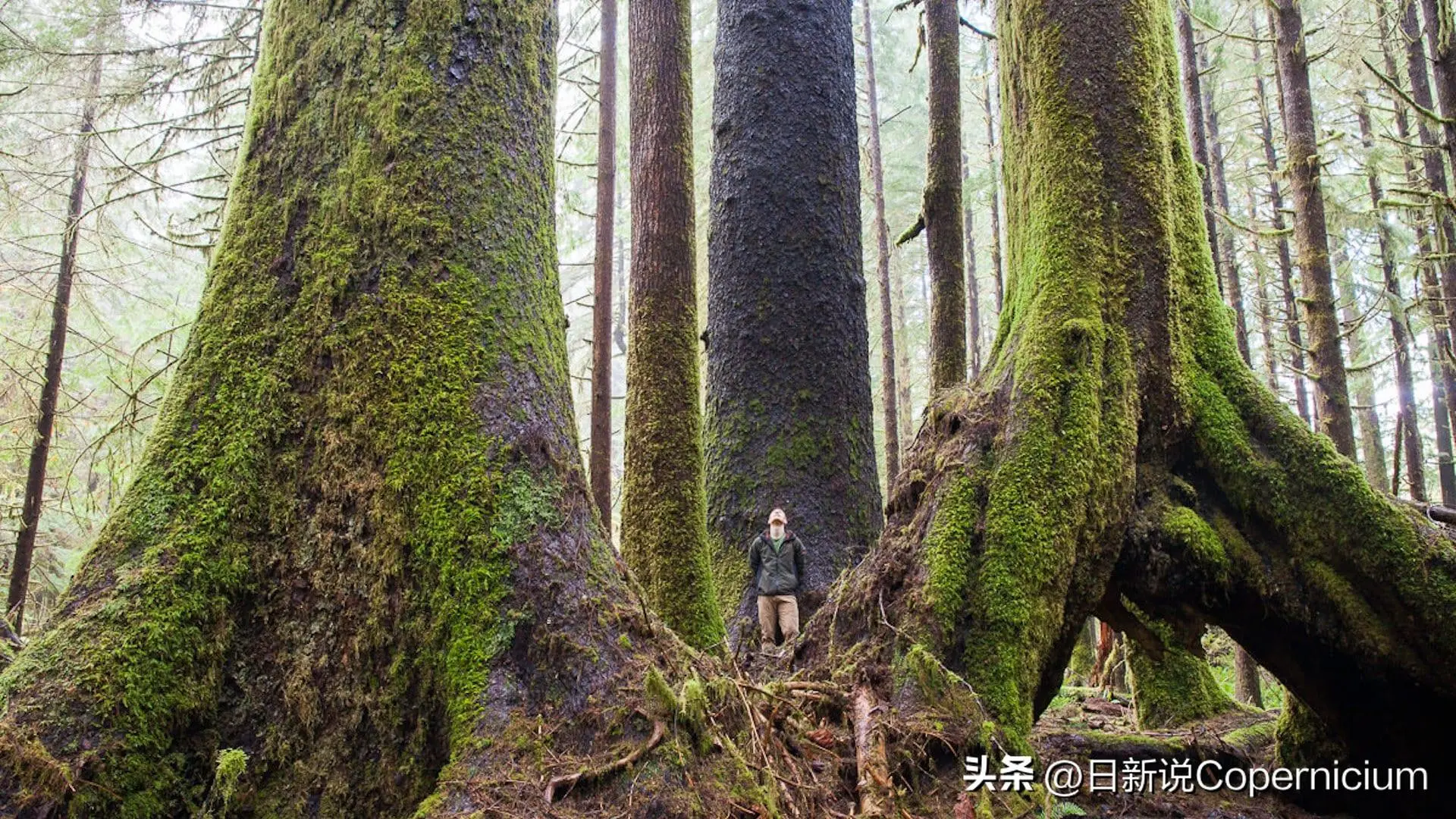 结果早就内定了？加拿大新法被批只剩走流程，官方罕见承认