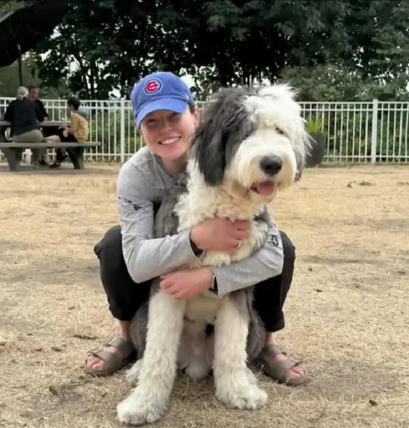 温哥华狗咬狗   两斗牛㹴咬死21个月大绵羊犬   遛狗员或被追责