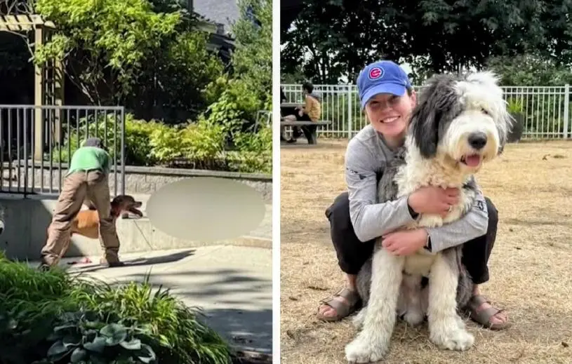 温哥华狗咬狗   两斗牛㹴咬死21个月大绵羊犬   遛狗员或被追责